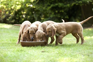 Irish / Red Setter - puppies feeding from bowl Irish / Red Setter - puppies feeding from bowl