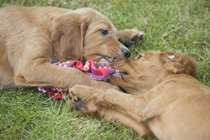 Irish / Red Setter - puppies playing / fighting - tugging on scarf Irish / Red Setter - puppies playing / fighting - tugging on scarf