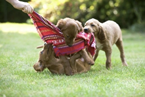 Irish / Red Setter - puppies playing with scarf Irish / Red Setter - puppies playing with scarf