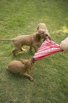 Irish / Red Setter - puppies playing - tugging on scarf Irish / Red Setter - puppies playing - tugging on scarf