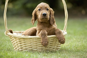 Irish / Red Setter - puppy in basket Irish / Red Setter - puppy in basket