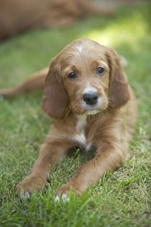 Irish / Red Setter - puppy lying down Irish / Red Setter - puppy lying down