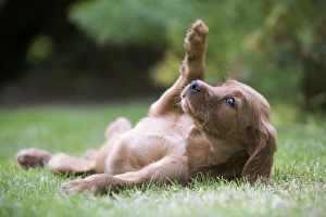 Irish / Red Setter - puppy lying on back in garden Irish / Red Setter - puppy lying on back in garden