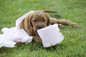 Irish / Red Setter - puppy playing with toilet roll Irish / Red Setter - puppy playing with toilet roll