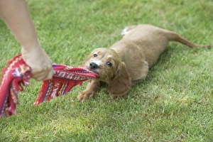 Irish / Red Setter - puppy playing - tugging on scarf Irish / Red Setter - puppy playing - tugging on scarf