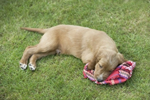 Irish / Red Setter - puppy tired / asleep after playing Irish / Red Setter - puppy tired / asleep after playing