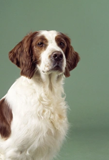 Irish Red & White Setter Dog Irish Red & White Setter Dog