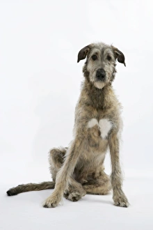 <b class=qtipBold><figcaption>Irish Wolfhound</figcaption></b><br>JD-18778 Irish Wolfhound John Daniels Please note that prints are for personal display purposes only and may not be reproduced in any way.<br><em>© John Daniels / ardea.com</em> Irish Wolfhound