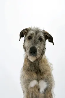 <b class=qtipBold><figcaption>Irish Wolfhound</figcaption></b><br>JD-18779 Irish Wolfhound John Daniels Please note that prints are for personal display purposes only and may not be reproduced in any way.<br><em>© John Daniels / ardea.com</em> Irish Wolfhound