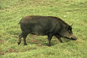 Iron Age Pig - hybrid, crossbreed Iron Age Pig - hybrid, crossbreed