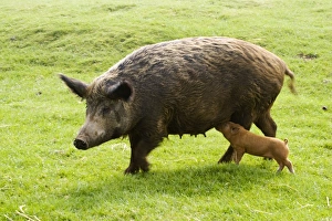 Iron Age Pig - with single suckling piglet Iron Age Pig - with single suckling piglet