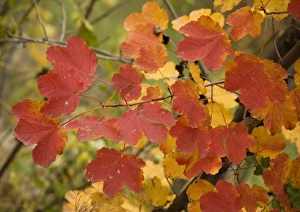 Italian maple, with strong autumn colour. In maritime alps Italian maple, with strong autumn colour. In maritime alps
