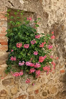 Julie Gallery: Italy, Tuscany. Pink ivy geraniums blooming in a