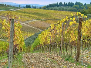 Julie Gallery: Italy, Tuscany. Vineyard near Radda in Chianti in the fall