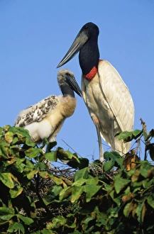 Jabiru Stork - on nest. Tropical America Jabiru Stork - on nest. Tropical America