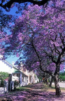 Blossom Collection: Jacaranda Blossom Native of South America. Cultivated for ornament (especially as street tree)