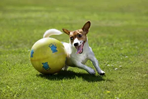 Jack Russel Dog - playing with big ball in garden Jack Russel Dog - playing with big ball in garden