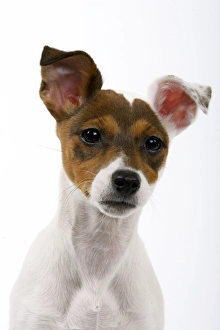 Jack Russell Dog - puppy (4 months) Jack Russell Dog - puppy (4 months)