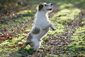Jack Russell dog standing on hind legs Jack Russell dog standing on hind legs