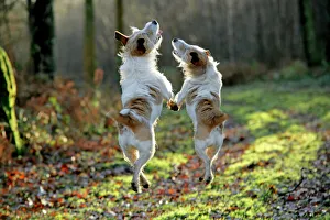 Jack Russell dogs jumping in mid-air, walking along together Jack Russell dogs jumping in mid-air, walking along together