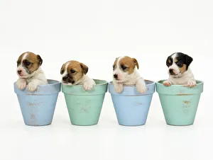 Jack Russell Terrier Dog - puppies in flowerpots Jack Russell Terrier Dog - puppies in flowerpots