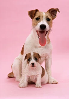 Temperature Control Collection: Jack Russell Terrier Dog - with pupy