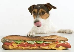 Food Collection: Jack Russell Terrier - looking at sandwich on table