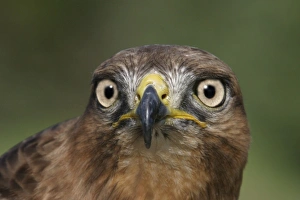 Jackal buzzard - close-up of face showing beak Jackal buzzard - close-up of face showing beak