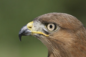 Jackal buzzard - close-up of face showing side view of beak Jackal buzzard - close-up of face showing side view of beak