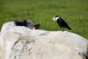 Jackdaw - on cow's back with beak full of cowhair to use as nest material Jackdaw - on cow's back with beak full of cowhair to use as nest material