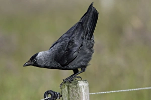 Jackdaw - Taking off from farm fence post Jackdaw - Taking off from farm fence post