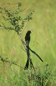 Jacksons Widowbird - male in breeding plumage Jacksons Widowbird - male in breeding plumage