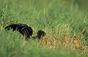 Jacksons Widowbird - male displaying before female Jacksons Widowbird - male displaying before female