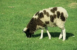 Sheep Collection: Jacob's Sheep MA000561