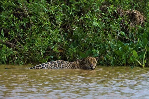 Panthera Gallery: A jaguar, Panthera onca, in the river