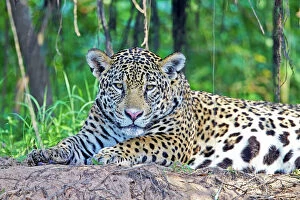 Panthera Gallery: Jaguar relaxing on the edge of a river Pantanal