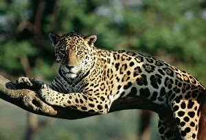 Central America Collection: Jaguar In tree