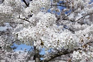 Images Dated 29th March 2009: Japanese cherry trees in full spring blossom - Cheltenham UK