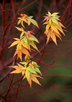 Japanese / Coral Bark Maple - Sango Kaku Japanese / Coral Bark Maple - Sango Kaku
