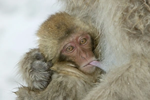 Japanese Macaque Monkey - close-up of baby suckling Japanese Macaque Monkey - close-up of baby suckling