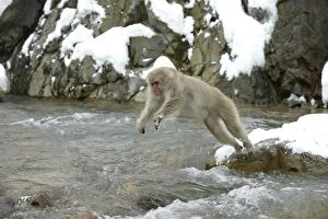 Images Dated 7th March 2004: Japanese Macaque Monkey - jumping across water. Hokkaido, Japan