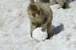 Japanese Macaque Monkey - making snowball Japanese Macaque Monkey - making snowball