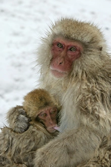 Japanese Macaque Monkey - mother with baby suckling Japanese Macaque Monkey - mother with baby suckling