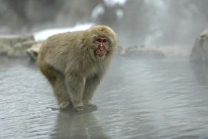 Japanese Macaque Monkey - standing on rock in middle of hot springs Japanese Macaque Monkey - standing on rock in middle of hot springs