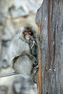 Japanese Macaque Monkey - in tree, eating Japanese Macaque Monkey - in tree, eating