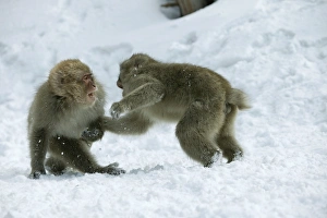Japanese Macaque Monkey - two, showing aggression Japanese Macaque Monkey - two, showing aggression