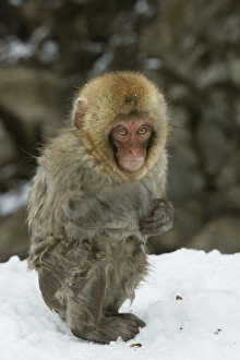 Japanese Macaque Monkey - young, wet Japanese Macaque Monkey - young, wet