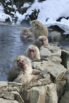 Japanese Macaque Monkeys - relaxing in hot springs Japanese Macaque Monkeys - relaxing in hot springs