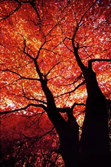 Images Dated 27th October 2008: Japanese Maple