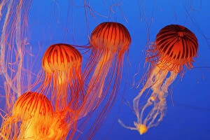 Four Collection: Japanese / Pacific Sea Nettle / Jellyfish. Vancouver Aquarium - Canada